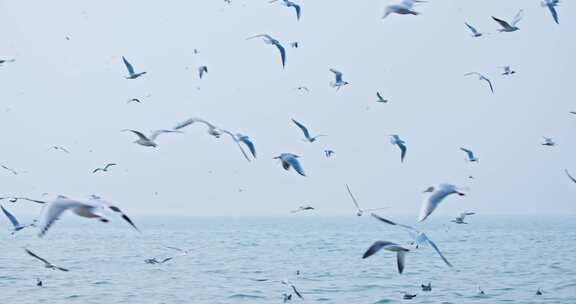 4K海边飞翔的海鸥