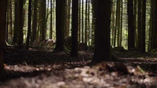 野生，猎狼犬，森林，林地