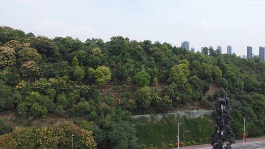航拍武汉城市绿化