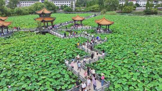 贵州安龙千亩荷塘荷花盛开市民游玩热闹旅行