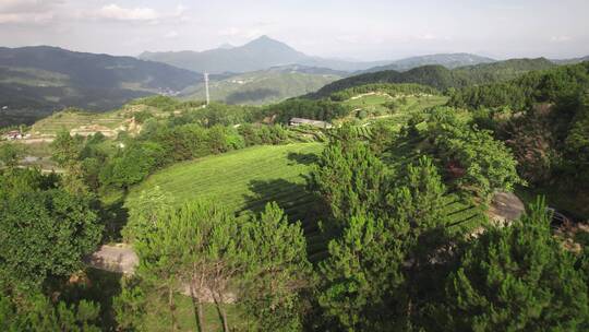 航拍山脉茶田/盆地/梯田/广告可用