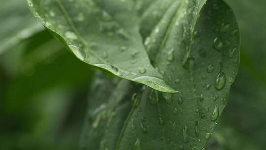 春雨贵如油下雨树叶水滴升格