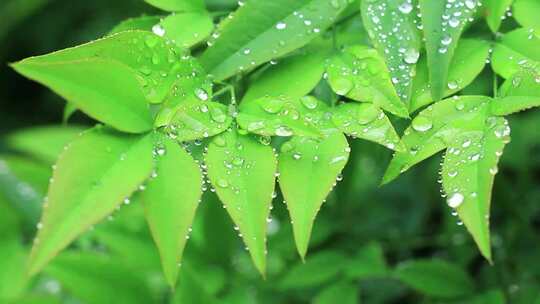 谷雨季节叶片上的水滴水珠雨水