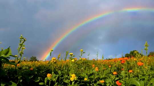 彩虹高悬 雨后清新 花草滴翠 万物生辉