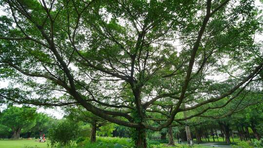 森林公园的高大榕树环绕旋转