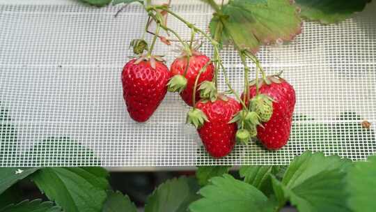 现代化温室大棚奶油草莓视频素材模板下载