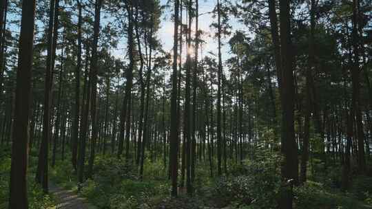 重庆夏季阳光森林空镜视频素材模板下载