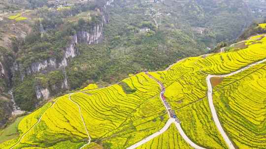 美丽春天农村三农油菜花花海航拍