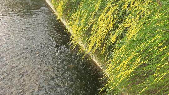 春天的嫩枝 迎春花 小黄花 日落 春风