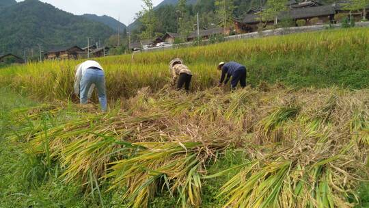 农民收割水稻