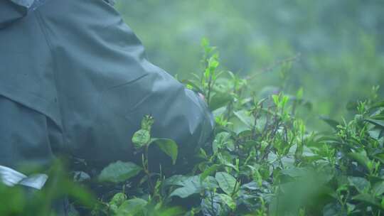 毛尖春茶白茶绿茶茶叶手工茶采摘