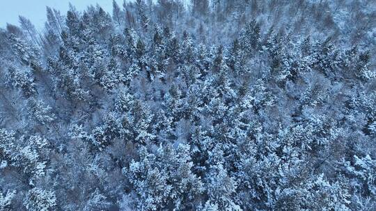 航拍雪花飘落下雪时雾凇雪景