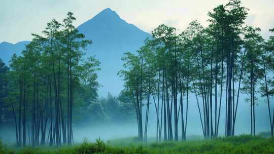 山林中的竹子风景