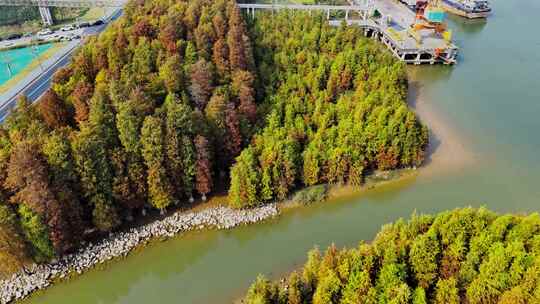 佛山顺德水杉林