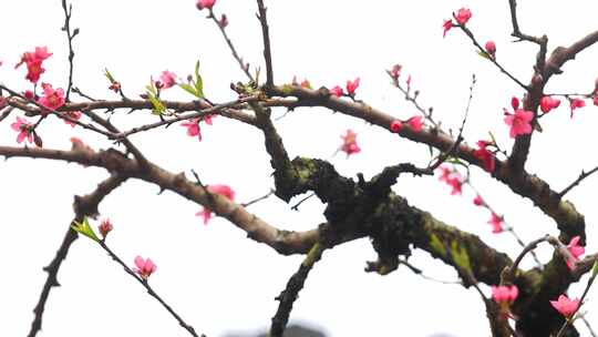 桃花林、连平鹰嘴桃、鹰嘴桃花