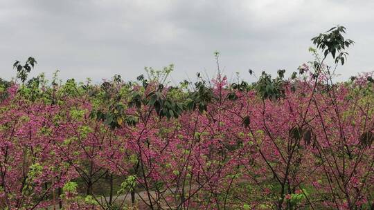 樱花园风景