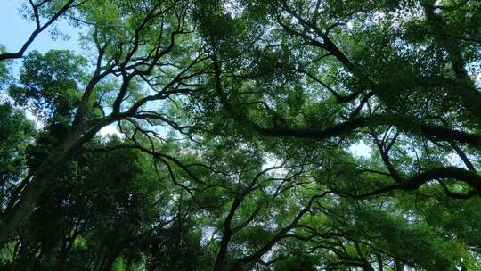 山坡草地树林  绿野仙踪