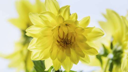 黄色大丽花绽放花朵盛开在自然光线下的延时视频素材模板下载