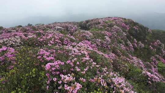 阳明山杜鹃花海