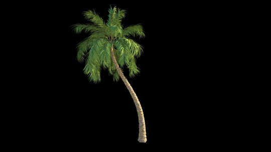 风中的棕榈循环阿尔法通道