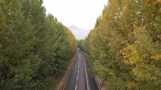 美丽的杨树林道路春天的道路