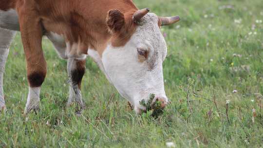 草原牛吃草  畜牧业 养殖 牛群