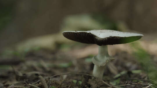 野生生长的蘑菇视频素材模板下载