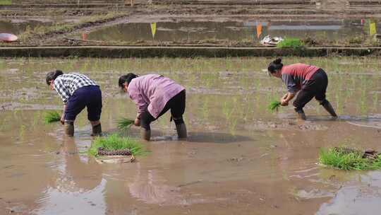 农民在水田中弯腰插秧的场景