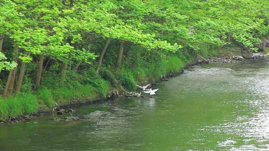 四川成都江安河绿道春天觅食的白鹭实拍片段