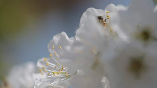 樱花与蜜蜂