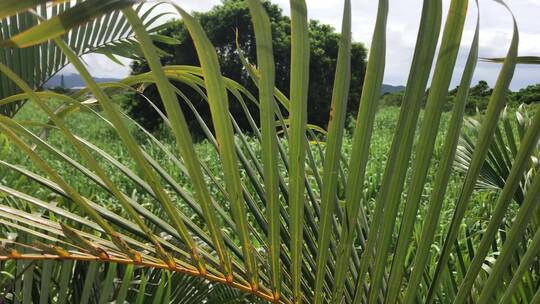 椰子树长叶子的近距离镜头