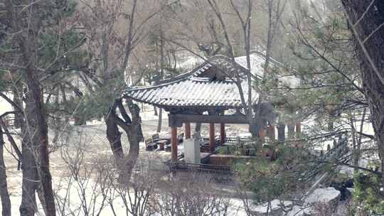 冬天下雪 雪花 冬天空镜