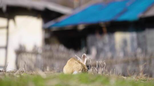 村里的兔子视频素材模板下载