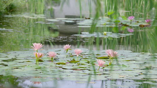 夏天池塘垂柳莲花实拍空境