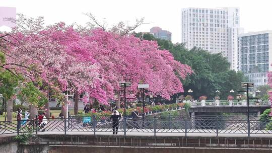 中国广东省广州市从化区华软异木棉