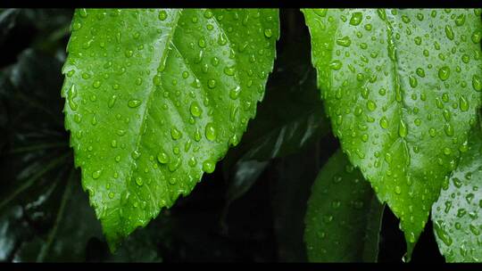 雨滴4k视频素材 绿叶雨滴