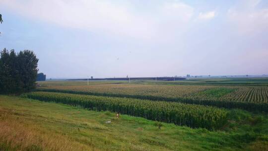 4K庄稼地玉米地玉米种植乡村风光包谷地