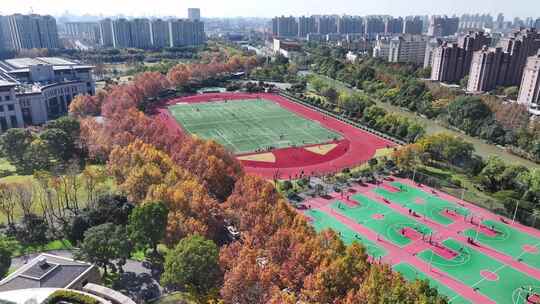 上海秋天 复旦大学 体育场 学校梧桐