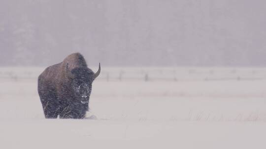 雪中的野牛