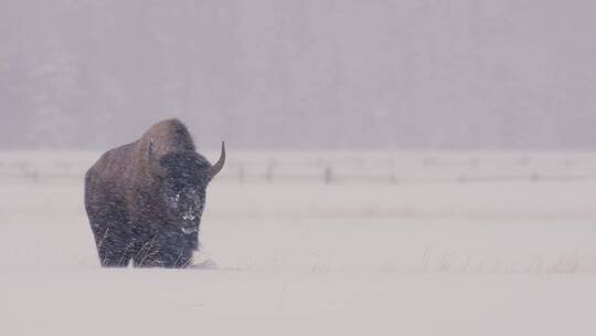 雪中的野牛视频素材模板下载