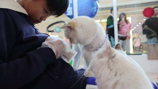 猫咪 萌宠 宠物猫 可爱 猫视频