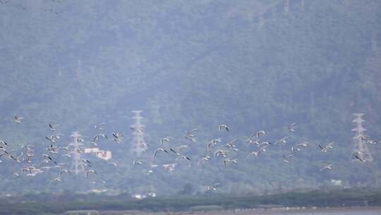 候鸟红嘴鸥在深圳湾公园飞翔