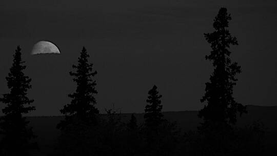 俄勒冈月亮和杉树平移放大拍摄