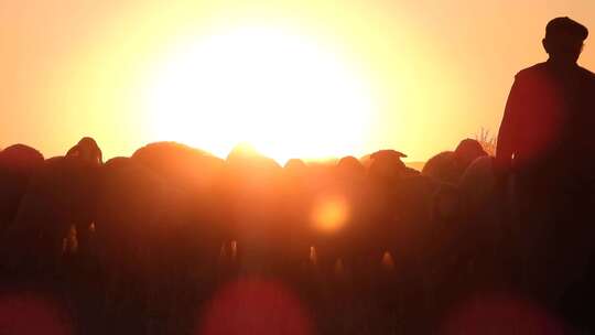夕阳下的牧羊人赶羊群
