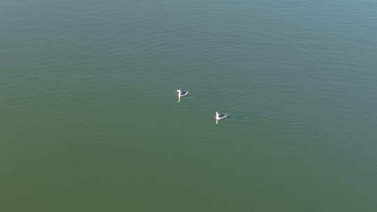 湿地保护区鸟石家庄滹沱河湿地初冬