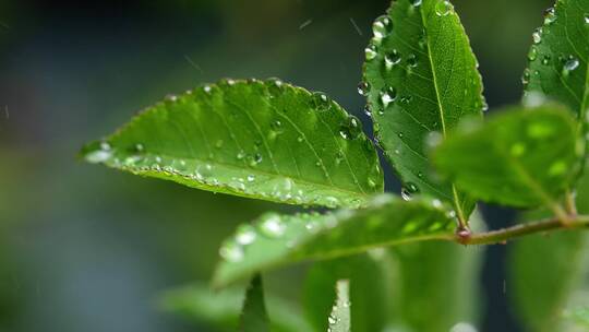 斜风细雨中腊梅树嫩叶上水珠水滴唯美视频