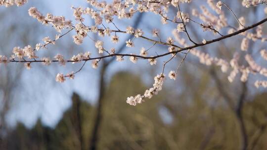 北京春季春天颐和园的山桃花