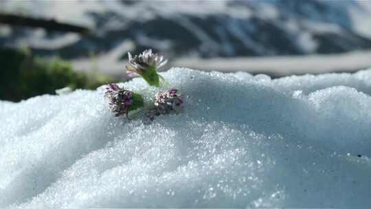 新疆春天来了积雪融化草木发芽长出新叶视频素材模板下载