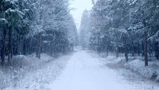 森林，松树，树木，下雪