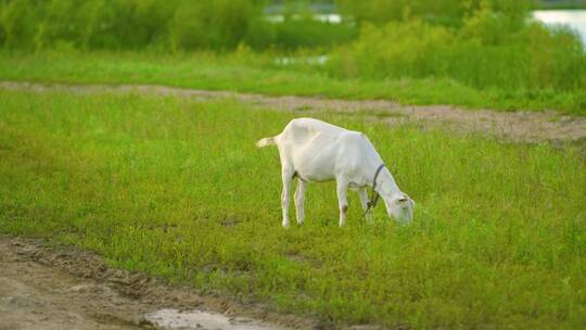 一只小羊在草原湿地上吃草
